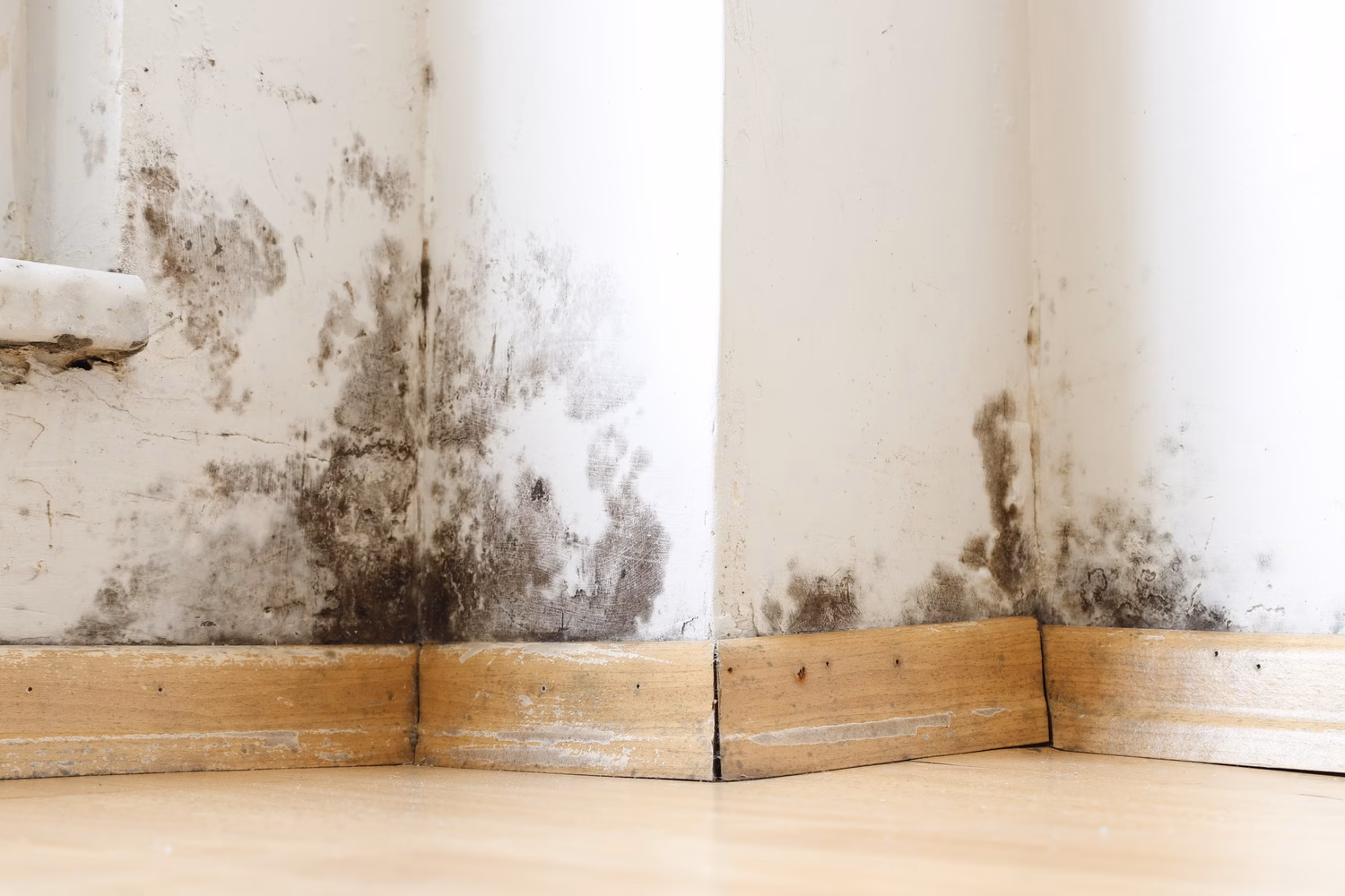 Black mold growing along a wall and wooden baseboard after prolonged water exposure, requiring mold remediation.